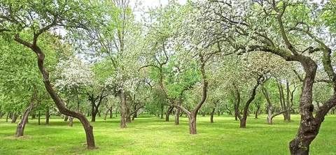 Apple orchard